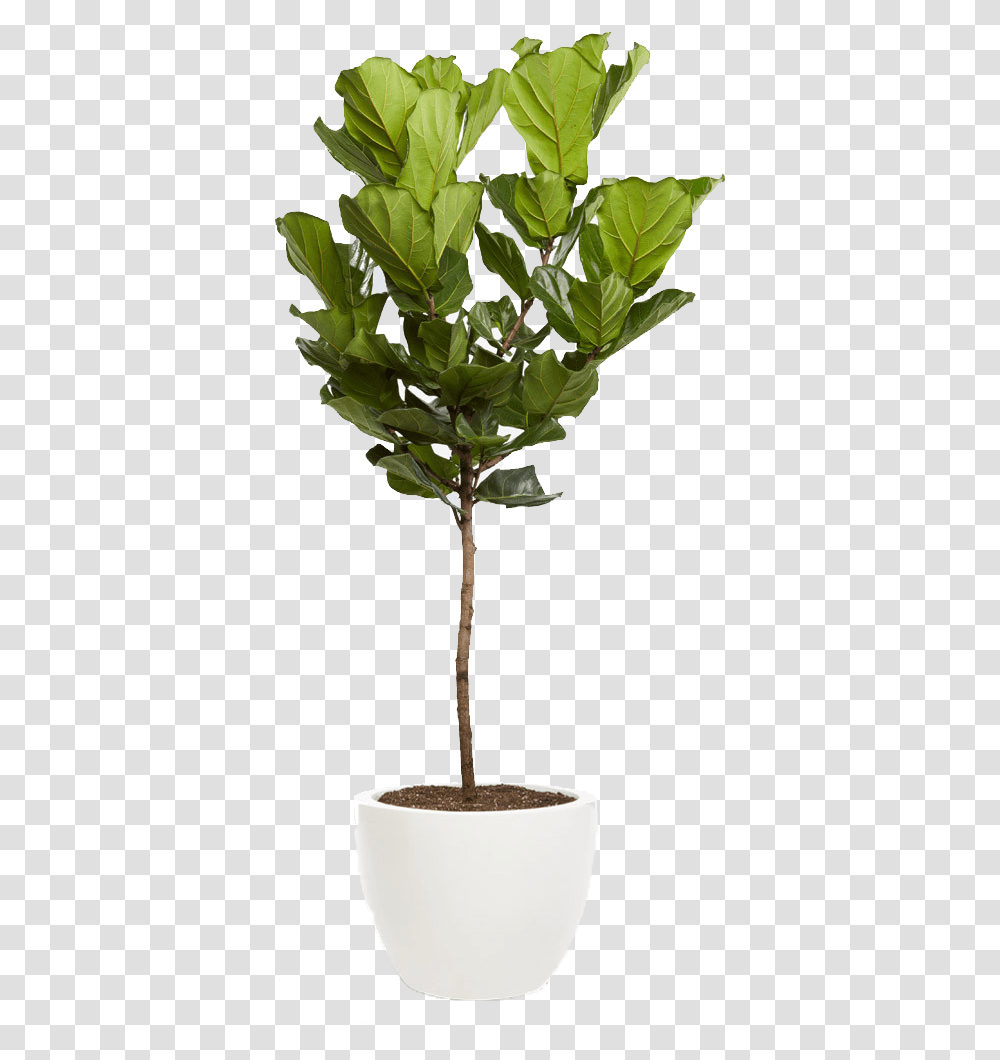 Fiddle Leaf Fig Tree, Plant, Flower, Blossom, Palm Tree Transparent Png