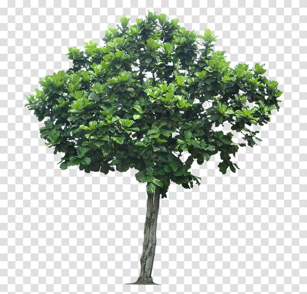 Fiddle Leaf Fig Weeping Fig Background Apple Tree, Plant, Oak, Sycamore, Maple Transparent Png
