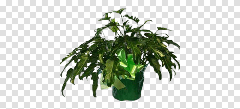 Fiddle Leaf Philodendron, Plant, Potted Plant, Vase, Jar Transparent Png