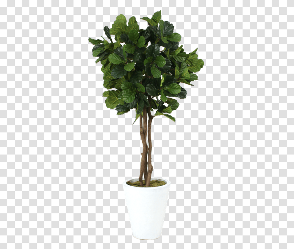 Fiddle Leaf Tree, Plant, Palm Tree, Arecaceae, Flower Transparent Png
