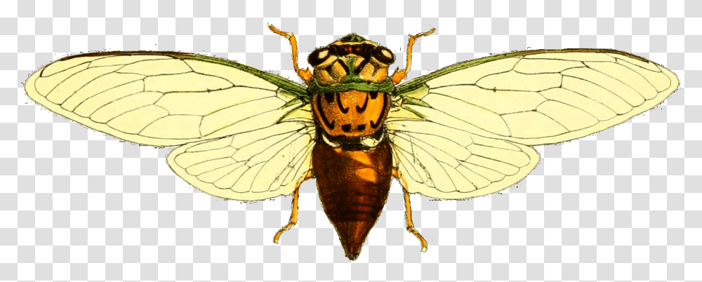 Fidicina Mannifera, Wasp, Bee, Insect, Invertebrate Transparent Png