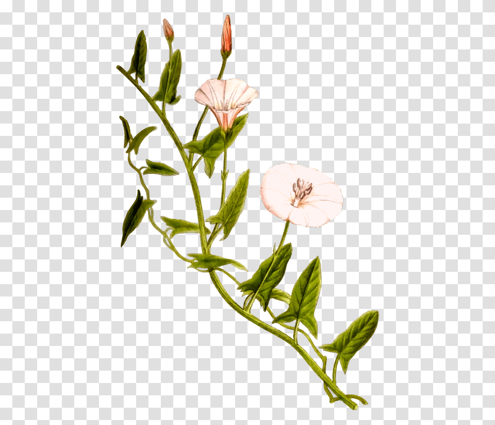 Field Bindweed Bindweed, Plant, Flower, Blossom, Acanthaceae Transparent Png
