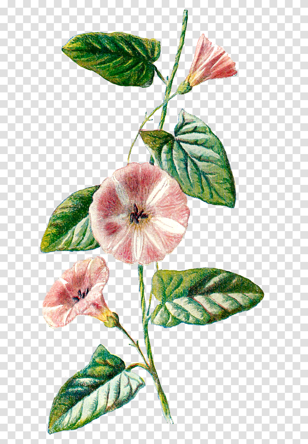 Field Bindweed, Plant, Flower, Blossom, Leaf Transparent Png