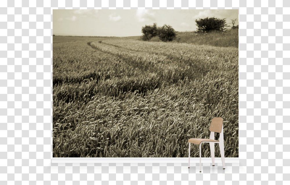 Field, Chair, Furniture, Grass, Plant Transparent Png