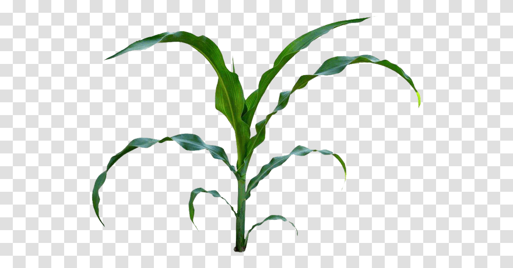 Field Clipart Cornfield Field Corn Plant Illustration, Sesame, Seasoning, Food, Vegetable Transparent Png