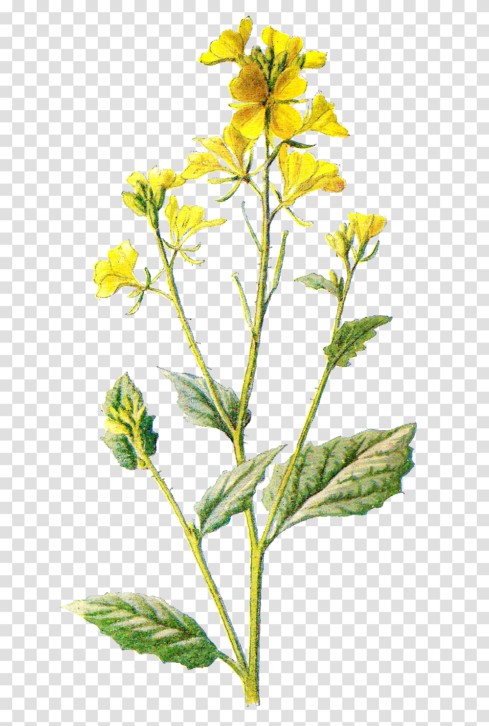 Field Clipart Field Wildflower Wild Yellow Flower, Plant, Blossom, Leaf, Acanthaceae Transparent Png