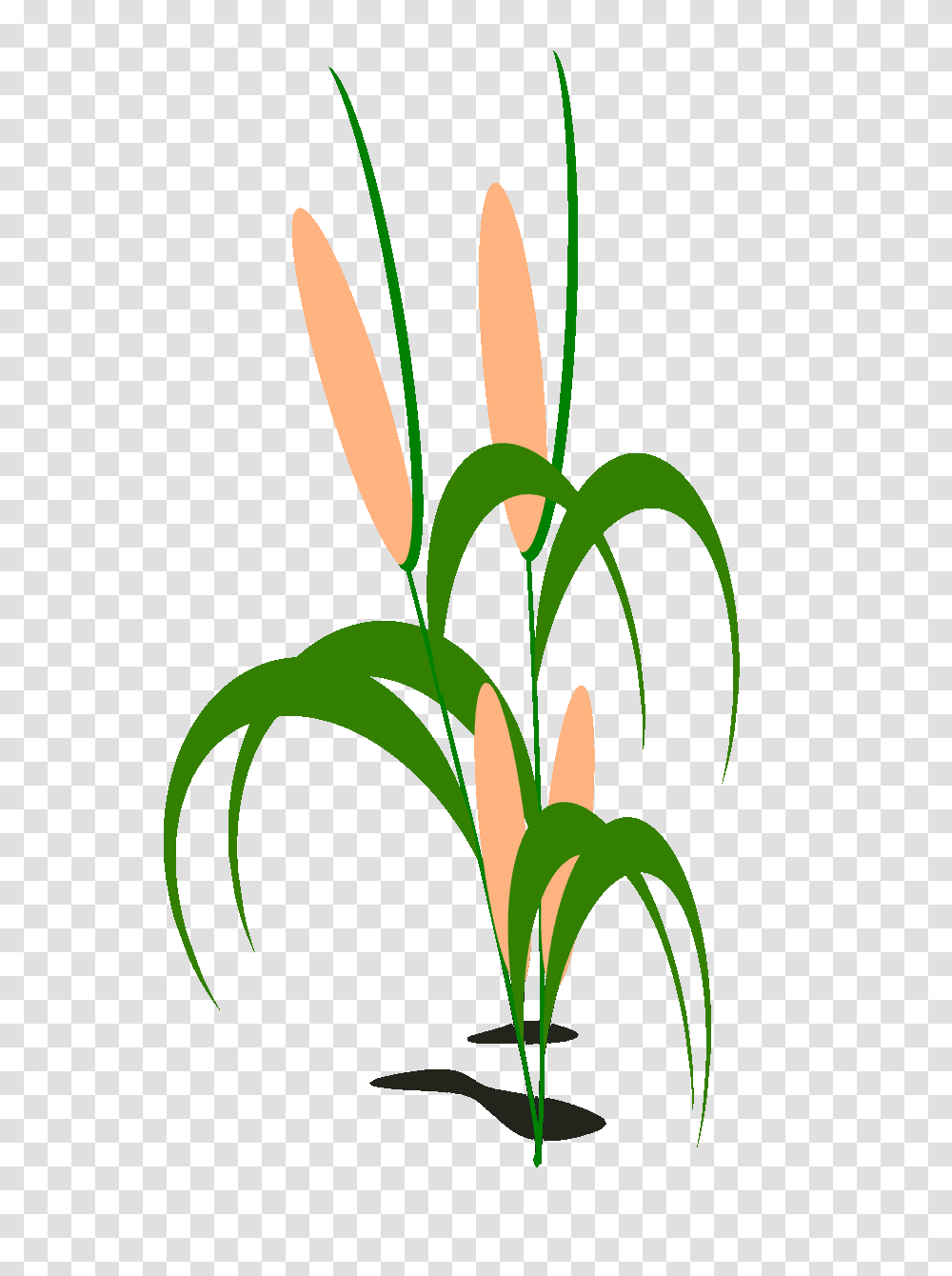 Field Clipart, Plant, Flower, Amaryllidaceae, Tree Transparent Png