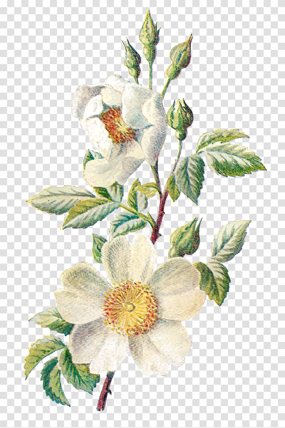 Field Clipart Wildflower Vintage Flower Botanical Illustration, Plant, Acanthaceae, Blossom, Hibiscus Transparent Png