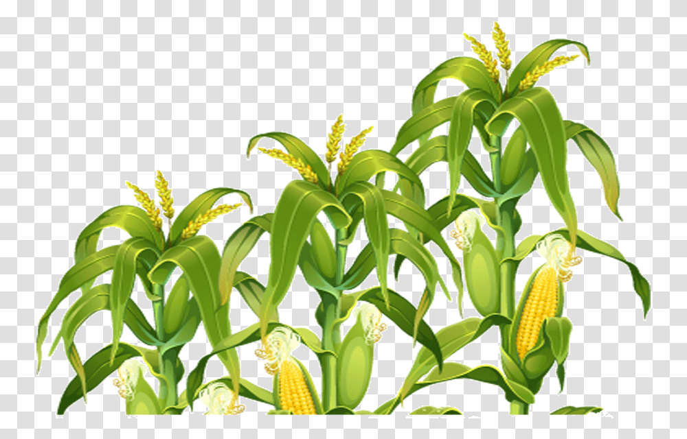 Field Corn Portable Network Graphics Clip Art Image Corn Field, Plant, Vegetable, Food, Produce Transparent Png