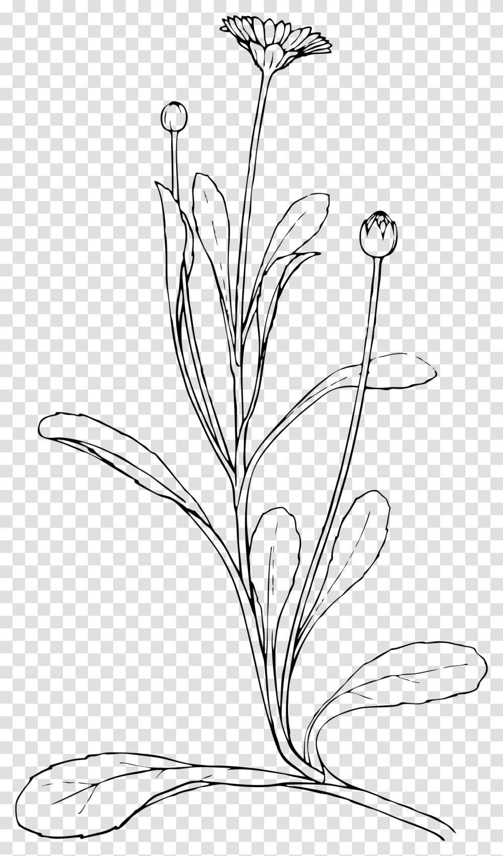 Field Daisy Clip Arts Diagram Of A Daisy Plant, Gray, World Of Warcraft Transparent Png