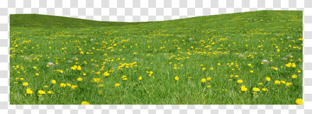 Field Grass Flowers Grass And Flowers, Nature, Outdoors, Grassland, Plant Transparent Png