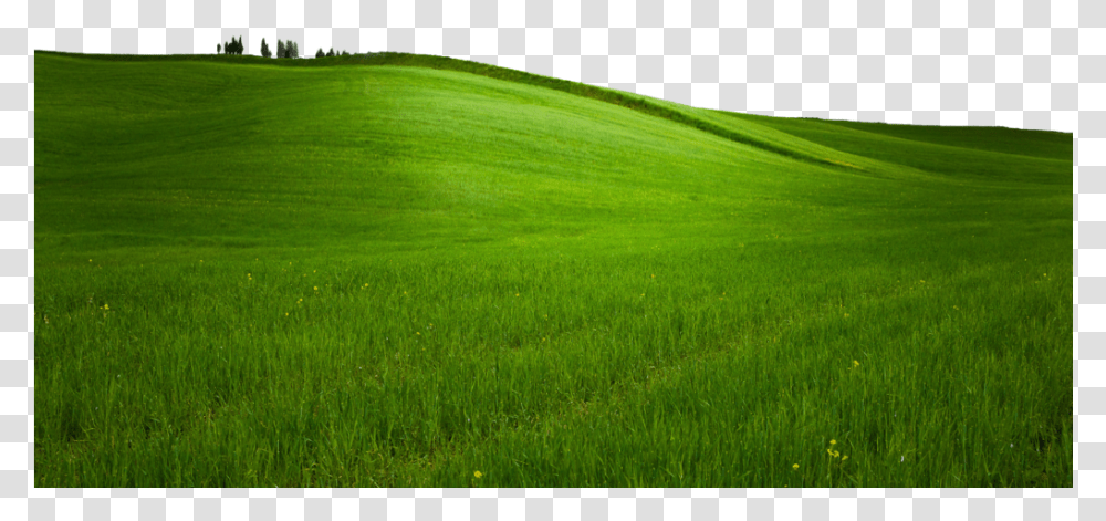 Field, Grass, Plant, Lawn, Outdoors Transparent Png