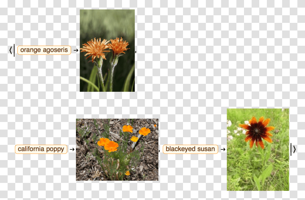Field Marigold African Daisy, Plant, Flower, Asteraceae, Vegetation Transparent Png