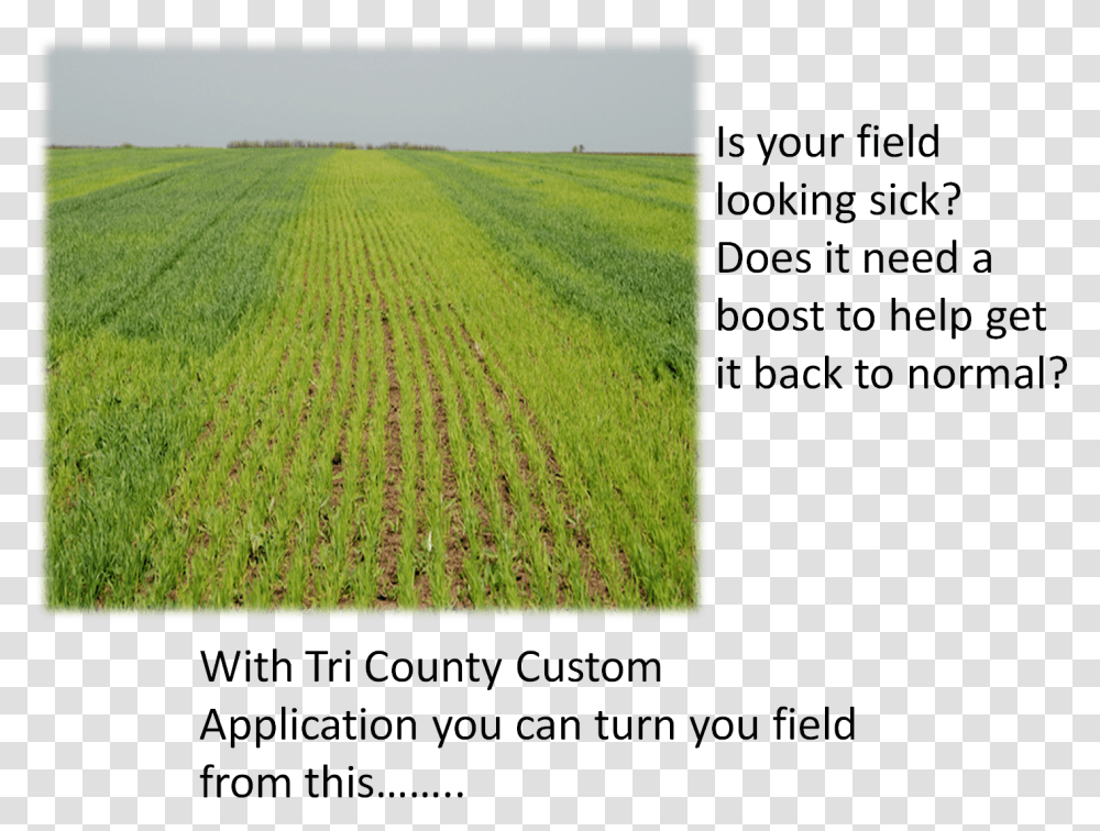 Field, Nature, Grassland, Outdoors, Agriculture Transparent Png