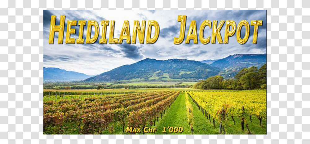 Field, Nature, Outdoors, Vineyard, Farm Transparent Png