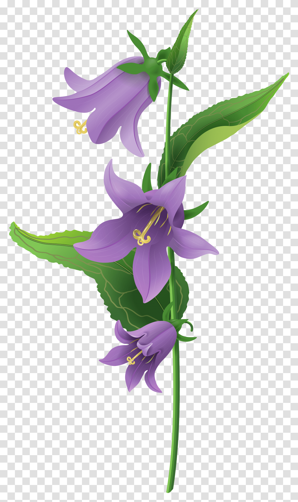 Field Of Lavender Flowers Bell Flower, Plant, Blossom, Lily, Anther Transparent Png