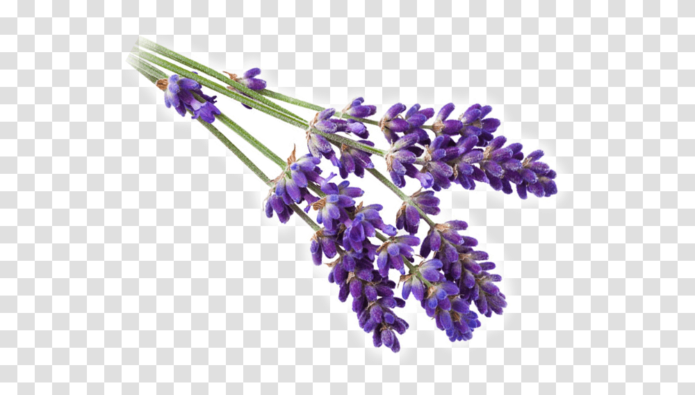 Field Of Lavender Flowers Lavender, Plant, Blossom, Honey Bee, Insect Transparent Png
