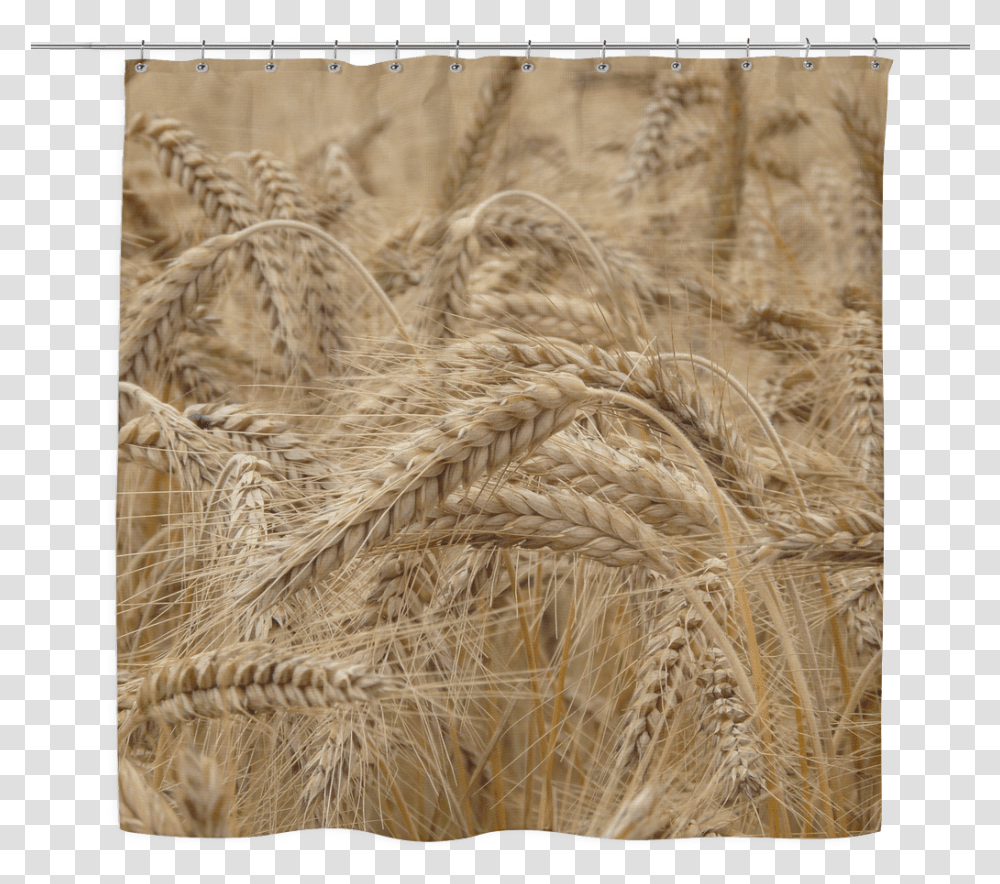 Field Of Wheat Wheat, Plant, Vegetable, Food, Bird Transparent Png