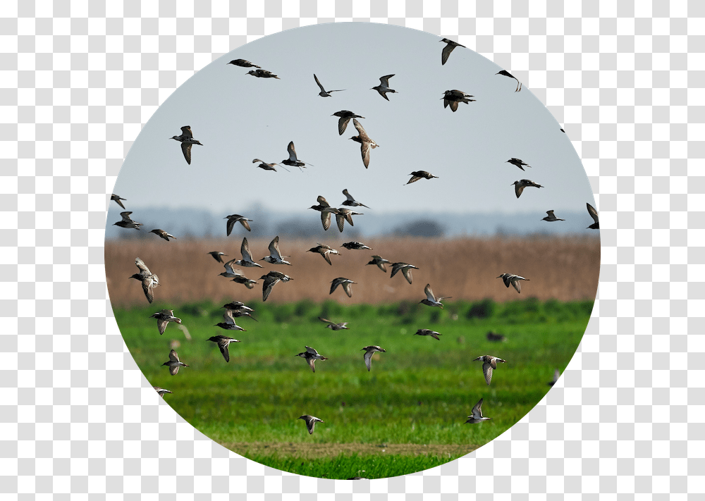 Field & Row Crops Bird Gard Birds In The Field, Flock, Animal, Flying Transparent Png
