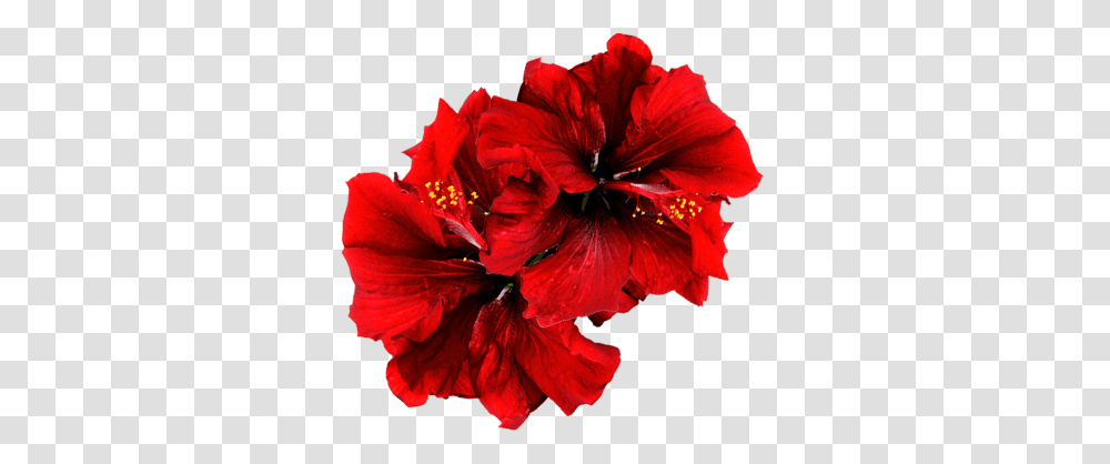 Fiesta Pacific Products, Plant, Flower, Blossom, Hibiscus Transparent Png