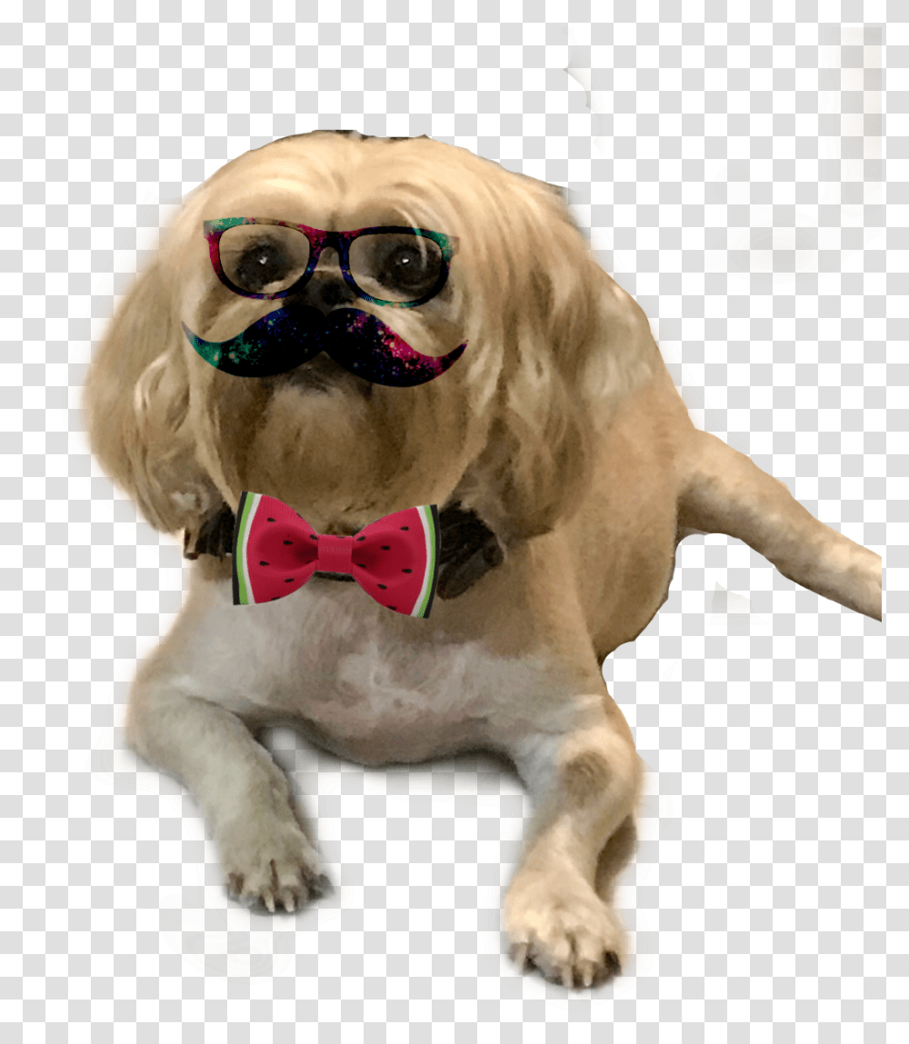 Fiestamexicana Pug, Sunglasses, Accessories, Dog, Pet Transparent Png
