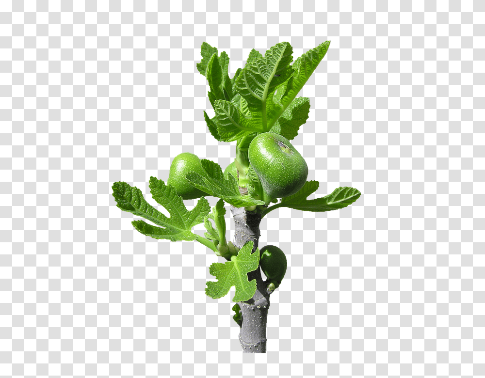 Fig 960, Fruit, Plant, Food, Vegetable Transparent Png