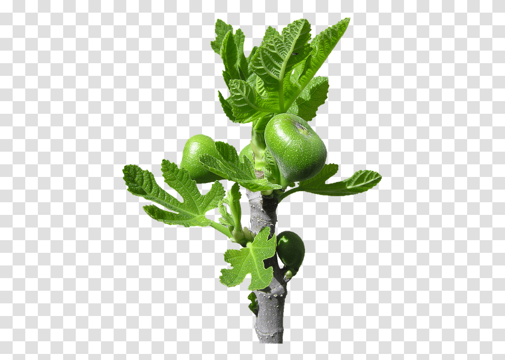 Fig Buds Fruit Free Photo On Pixabay Houseplant, Food, Vegetable, Leaf, Pepper Transparent Png
