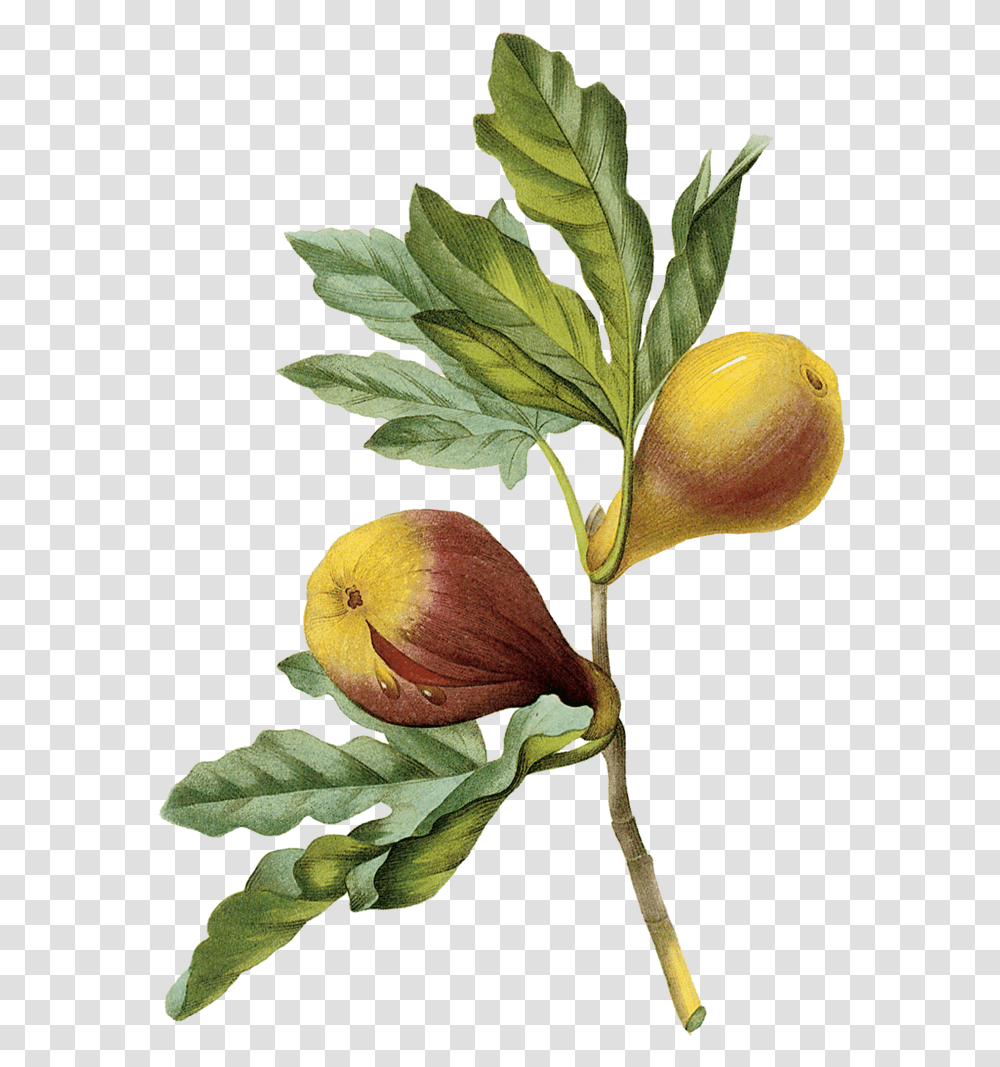 Fig Cinnamon Mr Bitters Drawing Fig Tree Branch, Plant, Fruit, Food, Bird Transparent Png