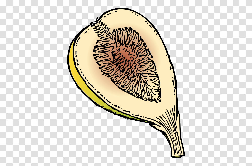 Fig Clip Art Free Vector, Plant, Fruit, Food, Banana Transparent Png