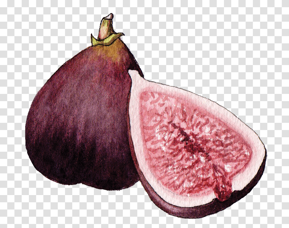 Fig Fresh, Plant, Fruit, Food Transparent Png