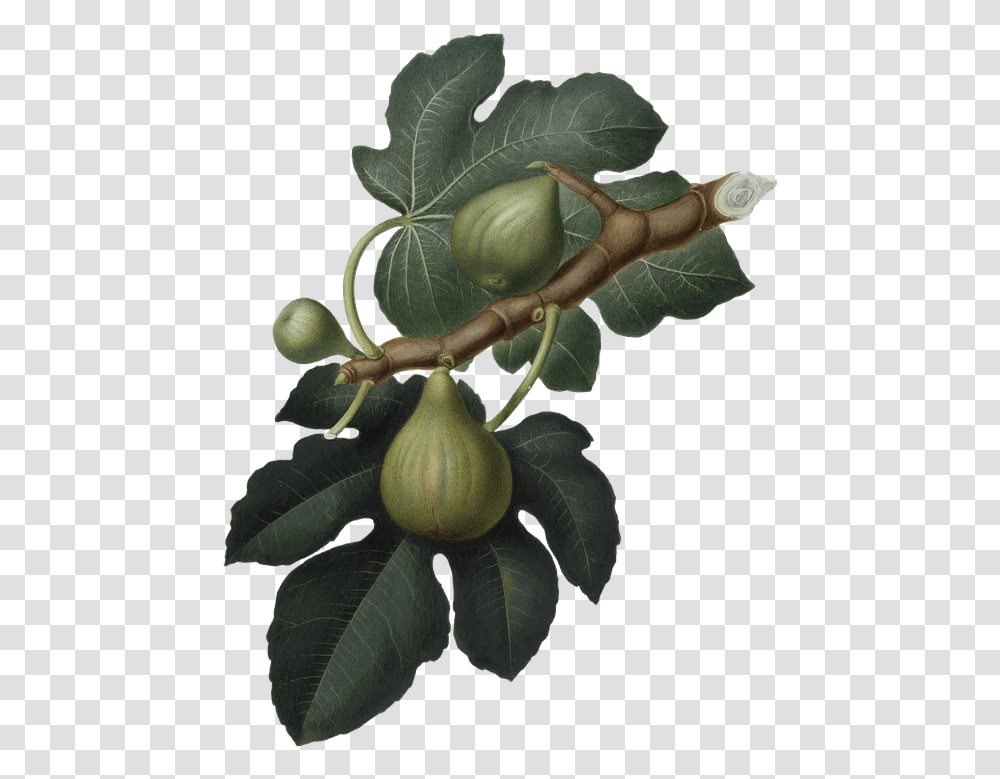 Fig Green Nature Feigen, Plant, Leaf, Fruit, Food Transparent Png