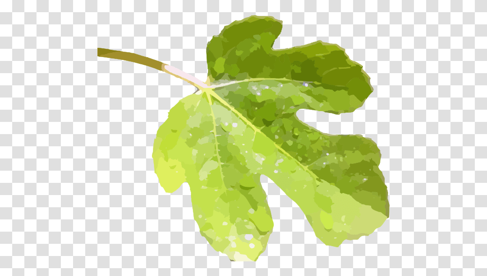 Fig Leaf Image Clip Art Fig Leaf, Plant, Tree, Produce, Food Transparent Png