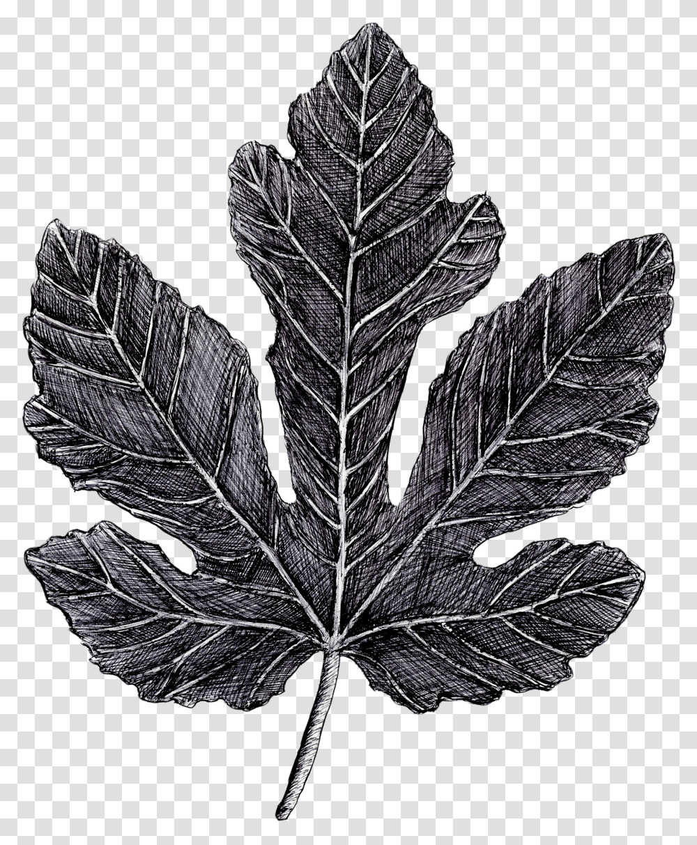 Fig Leaf, Plant, Maple Leaf, Veins, Scarf Transparent Png