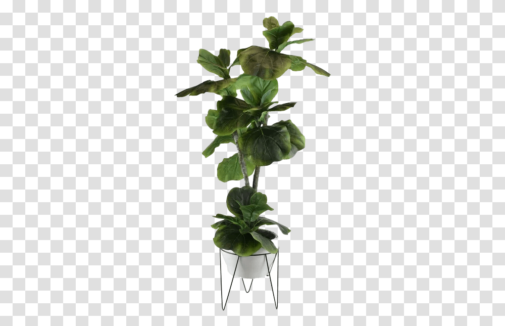 Fig Leaf, Plant, Potted Plant, Vase, Jar Transparent Png