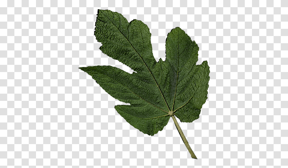 Fig Leaf, Plant, Tree, Oak, Maple Transparent Png