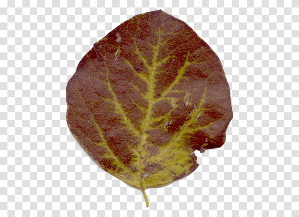Fig Leaf, Plant, Veins, Rug Transparent Png