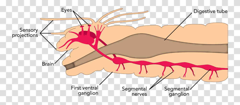 Fig Nervoussystempolychaete Strong, Animal, Invertebrate, Insect, Teeth Transparent Png