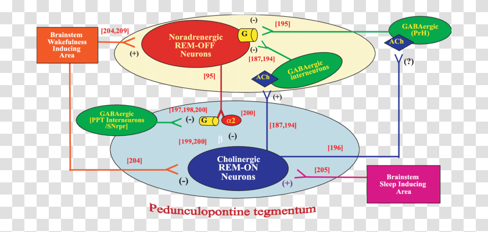 Fig Proposed Connections To And From Rem On And Rem Off Neurons, Plot, Diagram, Outdoors, Nature Transparent Png