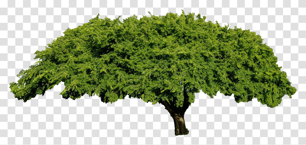 Fig Tree Clip Art, Plant, Oak, Sycamore, Tree Trunk Transparent Png
