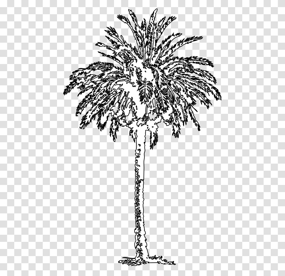 Fig Tree Clipart Black And White Picture Free Stock Roystonea, Plant, Palm Tree, Arecaceae, Flower Transparent Png
