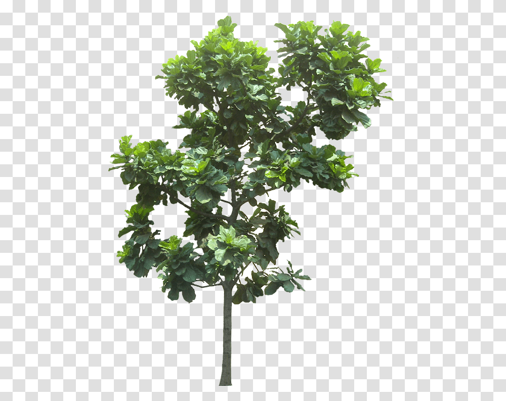 Fig Tree Cut Out, Plant, Leaf, Potted Plant, Vase Transparent Png