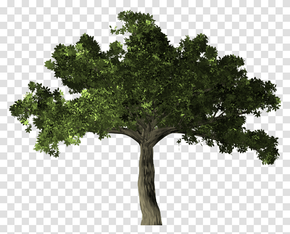 Fig Tree, Plant, Oak, Tree Trunk, Sycamore Transparent Png