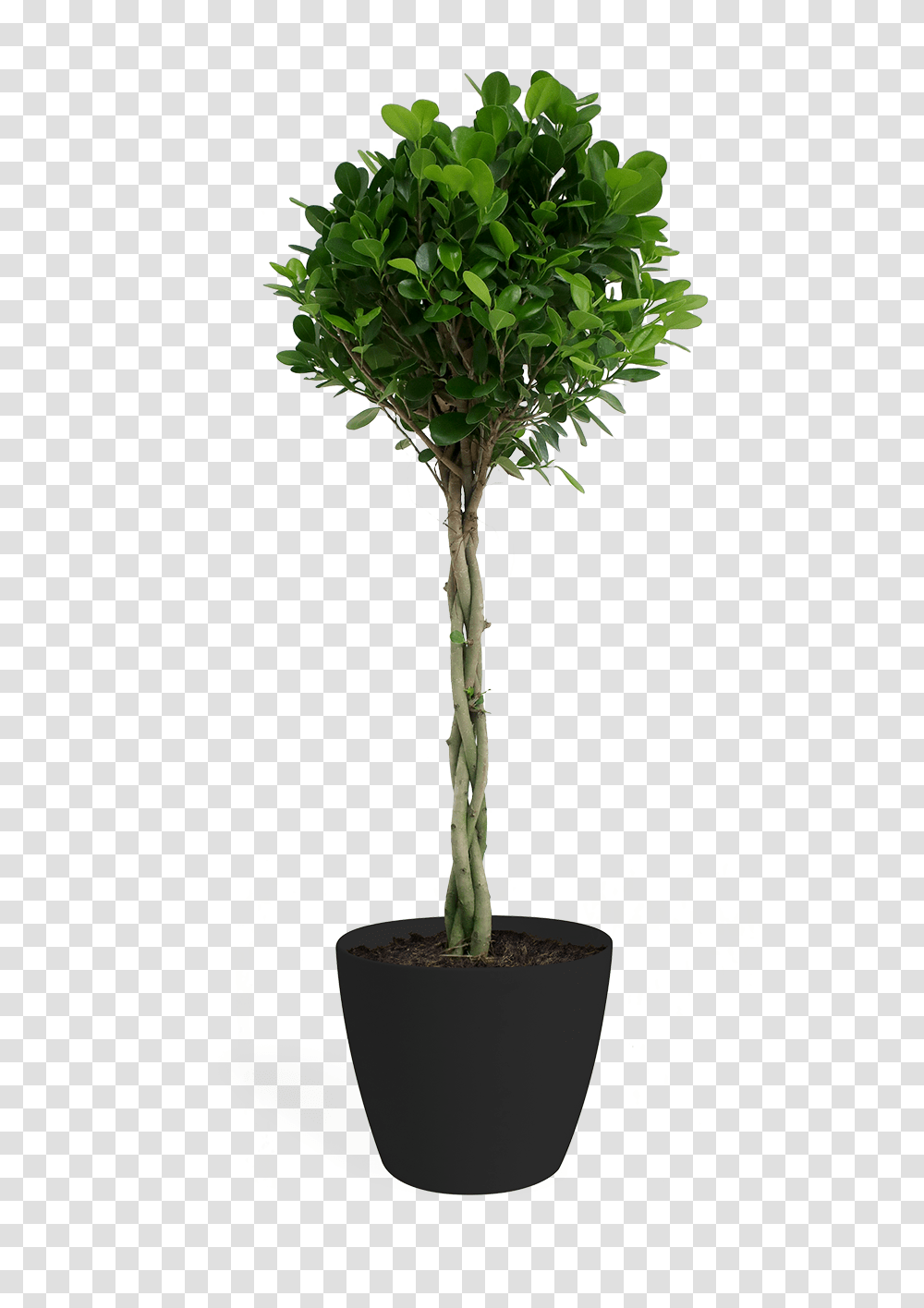 Fig Trees, Plant, Palm Tree, Arecaceae, Tree Trunk Transparent Png