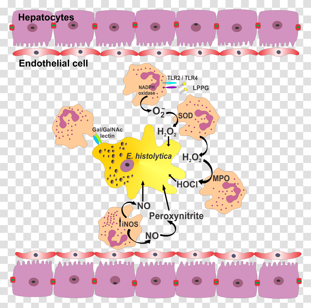 Fig1 Role Of Neutrophils In Rodent Amebic Entamoeba Histolytica And Neutrophil, Word, Plot, Diagram Transparent Png