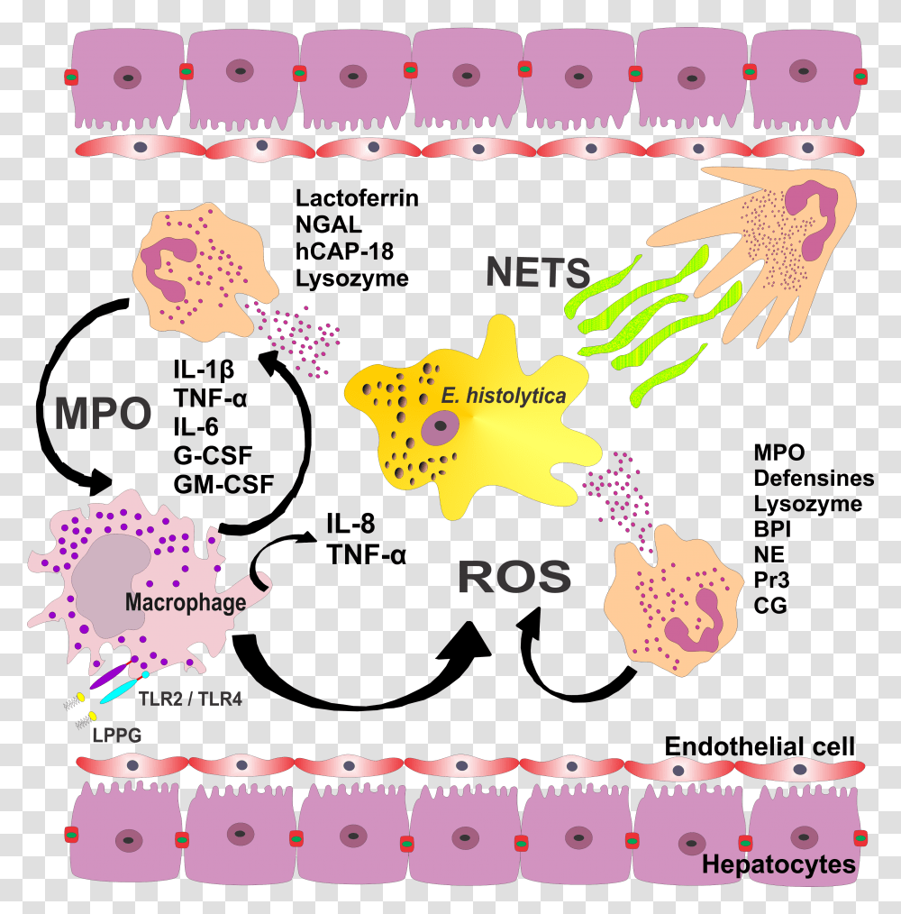 Fig2 Role Of Neutrophils In Rodent Amebic Amoebic Liver Abscess Pathogenesis, Flyer, Poster, Paper, Advertisement Transparent Png
