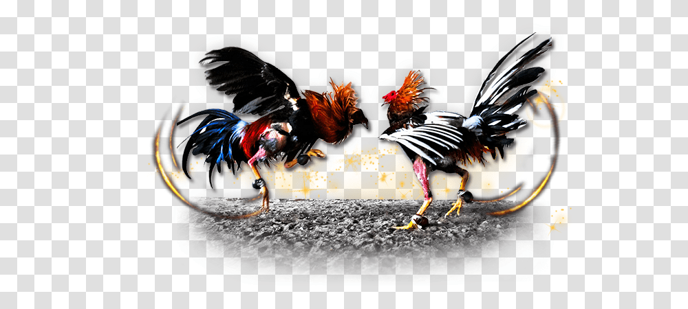 Fighting Cocks 3 Image Cockfighting, Poultry, Fowl, Bird, Animal Transparent Png