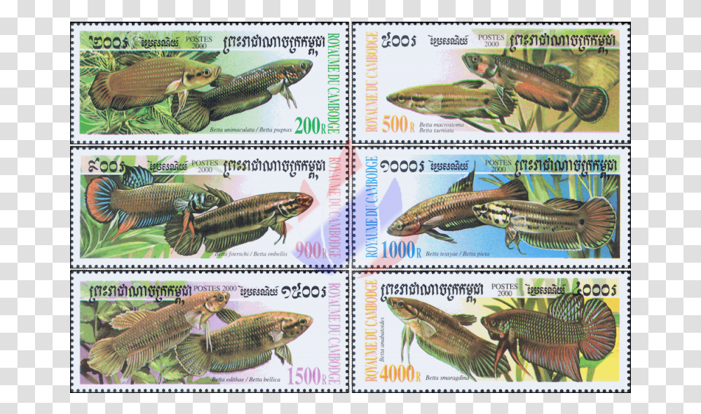 Fighting Fish Of The Genus Betta Bettas, Animal, Postage Stamp, Reptile Transparent Png