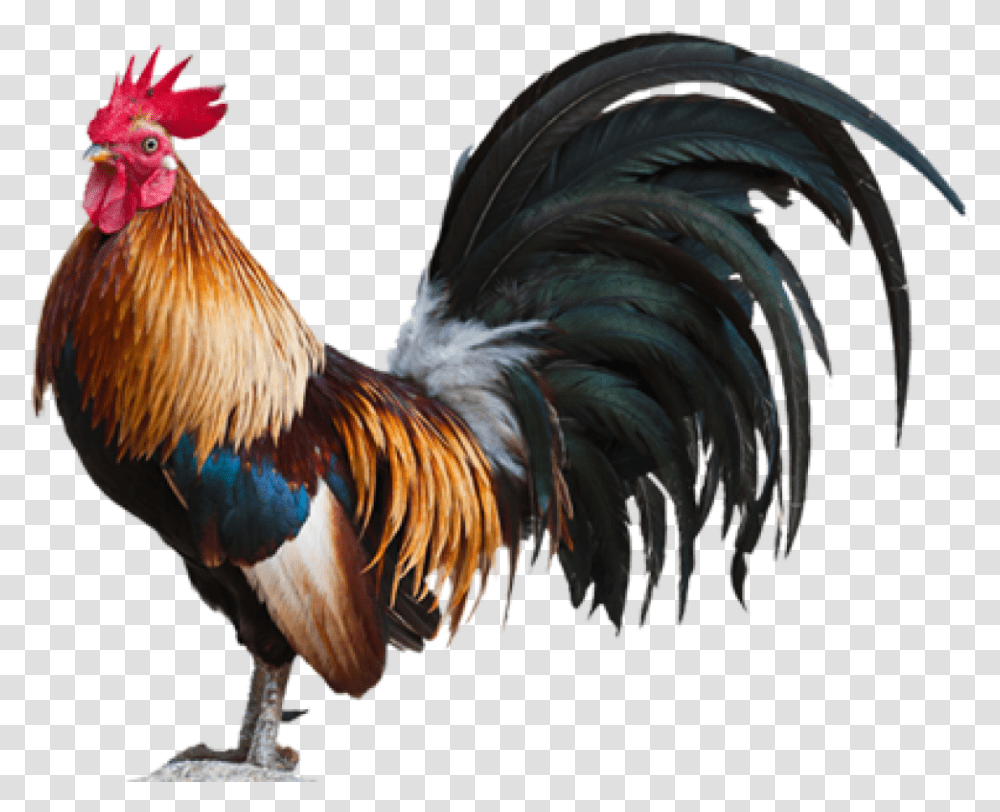 Fighting Rooster 1 Image Rooster, Chicken, Poultry, Fowl, Bird Transparent Png