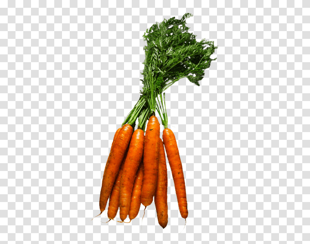 Figuras De Verduras E Legumes Download Imagens De Verdura E Legumes, Plant, Carrot, Vegetable, Food Transparent Png