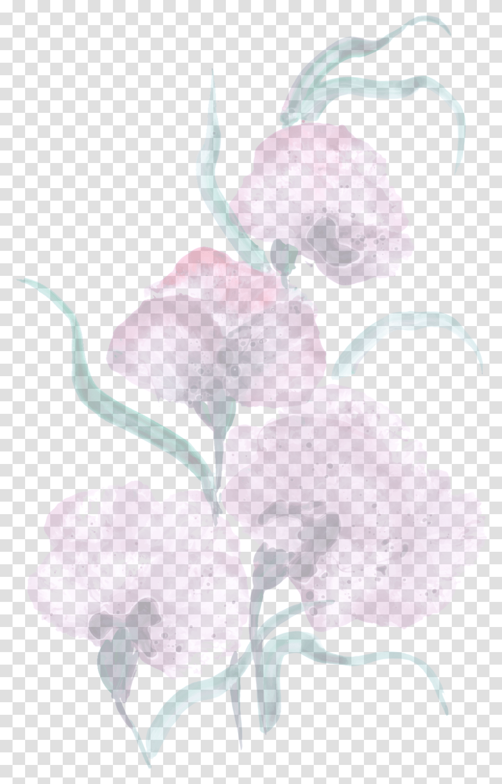 Figure It Out Lovely, Plant, Flower, Blossom, Rose Transparent Png